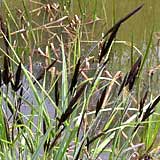 Teichlebewesen im Stefansbachtal Gevelsberg Blütenpflanzen am Teich